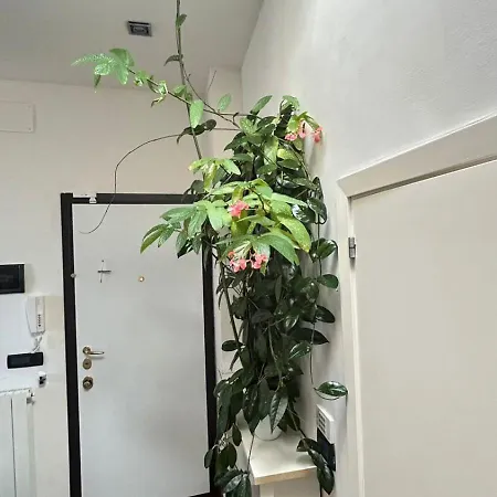 Apartman Bruschi 24 *